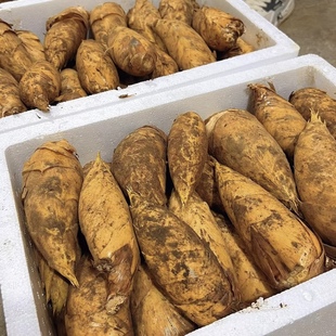 2026浙江龙游溪口高山黄泥新鲜甜冬笋现挖5斤包邮