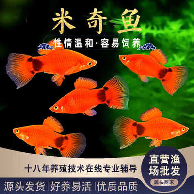 公母红米奇热带淡水鱼繁殖快好养
