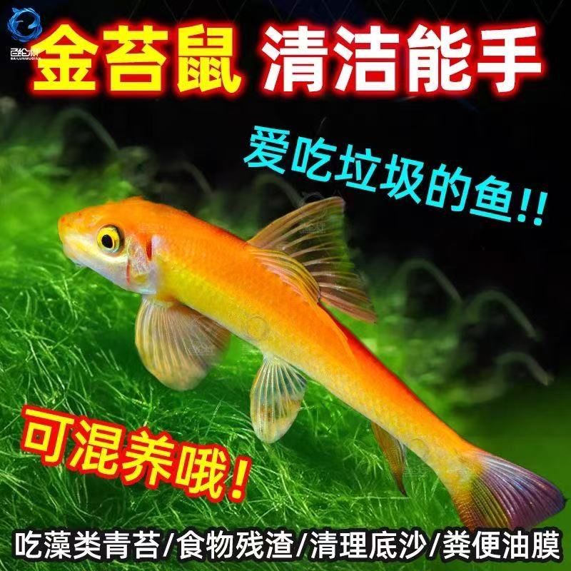 金苔鼠鱼吃鱼缸青苔垃圾除藻清洁工具鱼活体热带小型淡水鱼