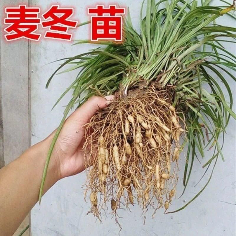 天然麦冬苗药用麦冬苗块根麦冬苗食用绿化苗四季新鲜图片