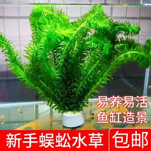 蜈蚣草水草净水植物淡水鱼缸造景金鱼藻新手懒人草入门好养活植物