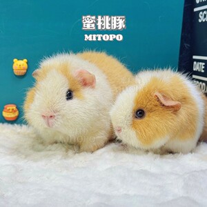 黄白黑三花美泰包子脸荷兰猪豚鼠
