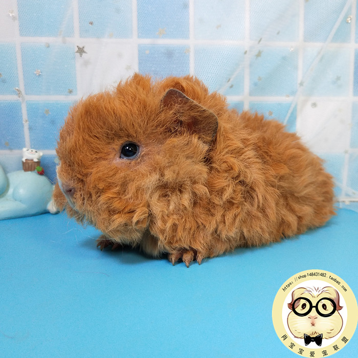 特克塞尔卡皮巴拉长卷毛DD稀有精品荷兰猪豚鼠宝宝宠物活体肖大宝
