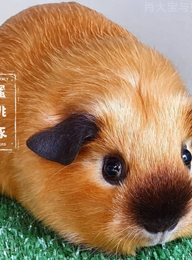 加州荷兰猪活体活物稀有加利福尼亚荷兰鼠幼崽柿子椒熊家养豚舍