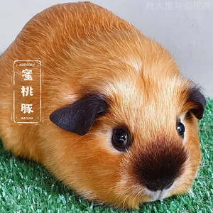 加州荷兰猪幼崽豚鼠活物活体小宠