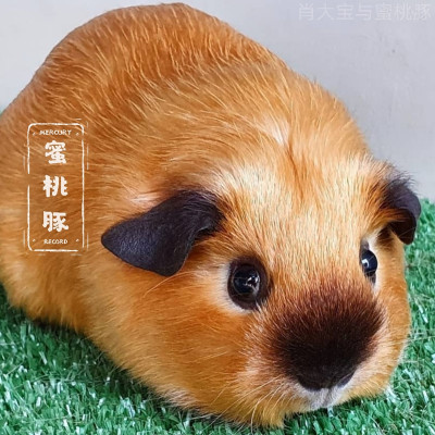 加州荷兰猪幼崽豚鼠活物活体小宠