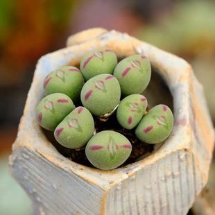 多肉植物番杏科生石花肉锥口笛多头群生小萌物3cm左右