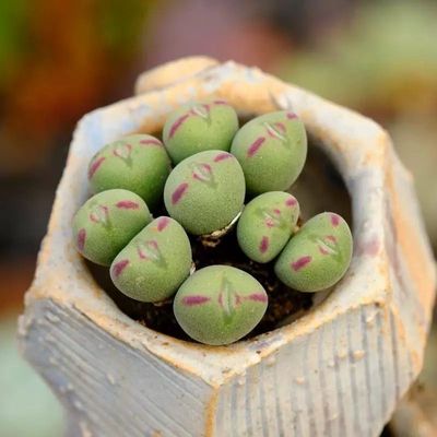 番杏科生石花肉锥口笛多头群生