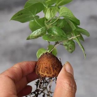 南非龟甲龙实生进口块根多肉植物爬藤绿植盆栽基地直销带叶