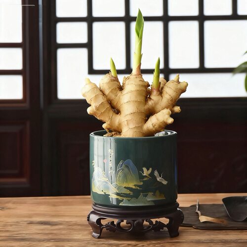 禄根盆栽带芽灵根仙草不当生姜苗绿植物办公室内桌面转运盆景好养