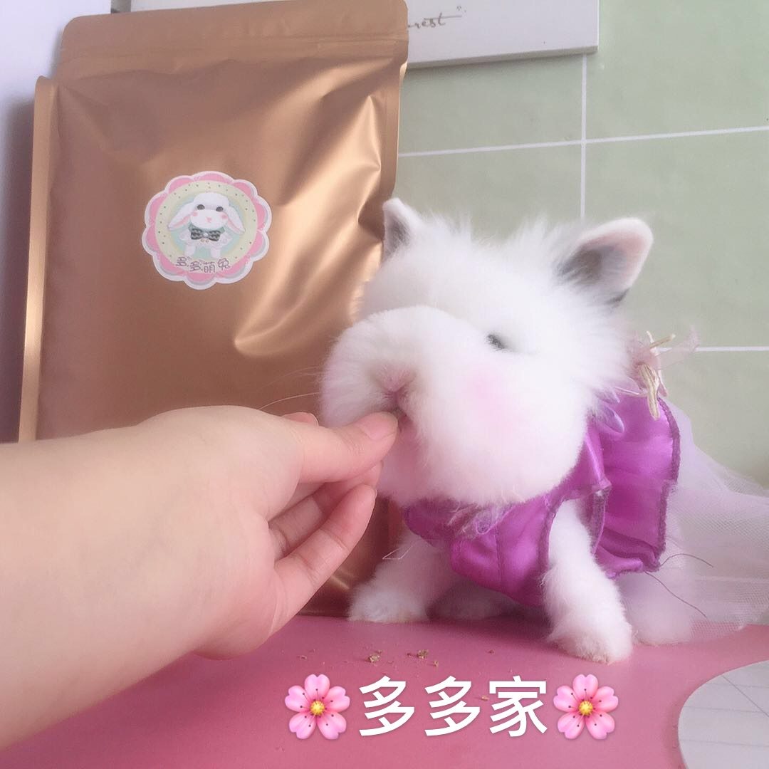 宠物兔幼年粮不添加零食有助于幼年兔消化,宠物/宠物食品及用品,兔兔主粮,淘宝优惠券,粉丝福利购,淘宝优惠卷