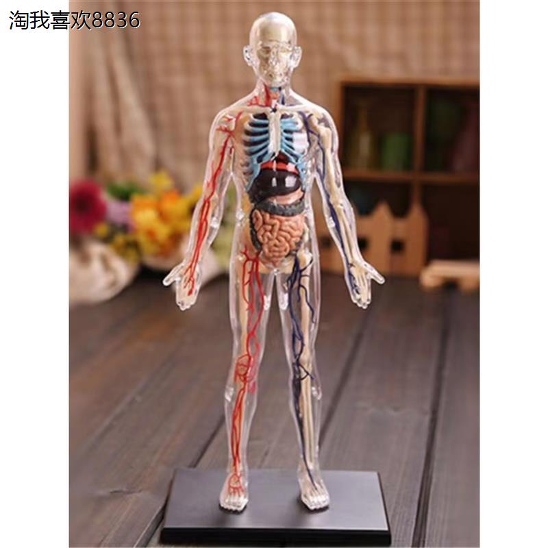 x初中生物人体结构骨骼架