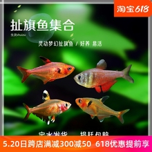 包邮小型热带鱼活体玫瑰扯旗鱼群游淡水观赏鱼水族易饲养宠物鱼类