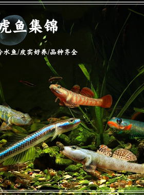 包邮熊猫虾虎蓝面电光虾虎裕红枝桠火焰虾虎红唇红腰白帆恐龙韧