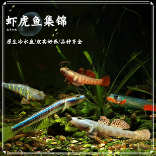 包邮熊猫虾虎蓝面电光虾虎裕红枝桠火焰虾虎红唇红腰白帆恐龙韧