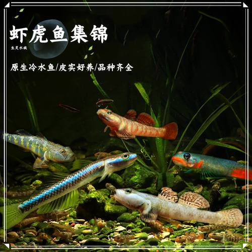 活体观赏鱼原生鱼吻虾虎鱼