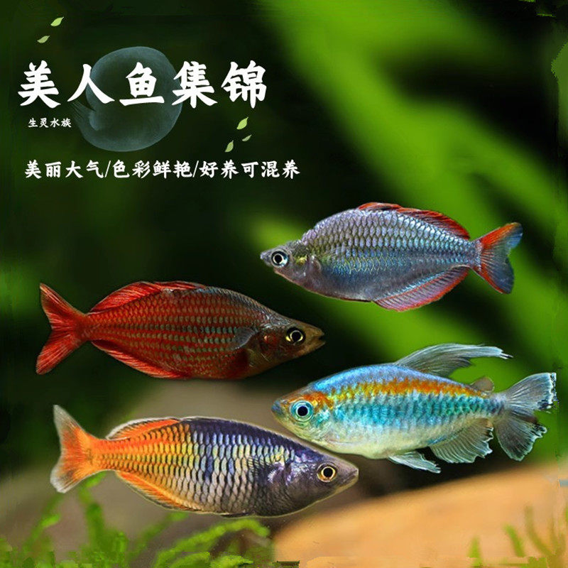 热带观赏灯科鱼刚果苹果鸽子美人电光彩虹绿刚果石美人活体群游