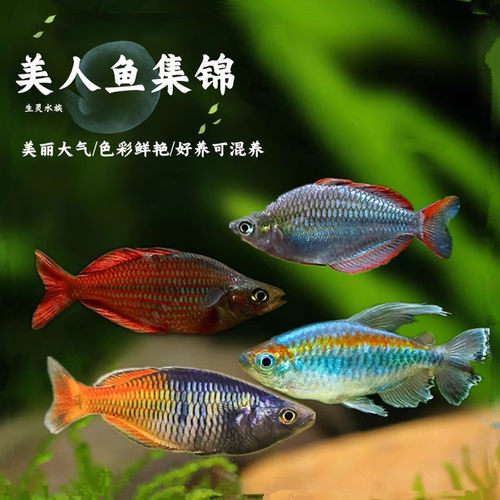 热带观赏灯科鱼刚果苹果鸽子美人