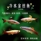 白云黄瑰丽金丝鱼活体小型原生鱼冷水不加温观赏原生淡水红尾灯科