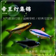 南美小型热带鱼宠物活体黑帝王灯鱼淡水灯科鱼观赏群游鱼易养 包邮