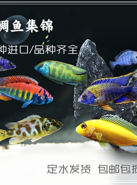 马鲷三湖慈鲷杂鲷热带鱼包邮