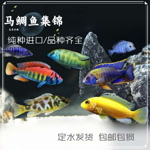 马鲷三湖慈鲷杂鲷热带鱼包邮