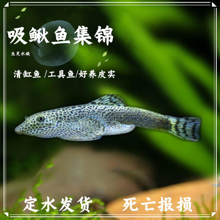 清道夫双吸盘吸鳅冷水贵州爬岩鳅除藻小精灵小提琴清洁工淡水鱼-封面