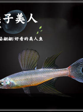 小型易养燕子活体热带鱼