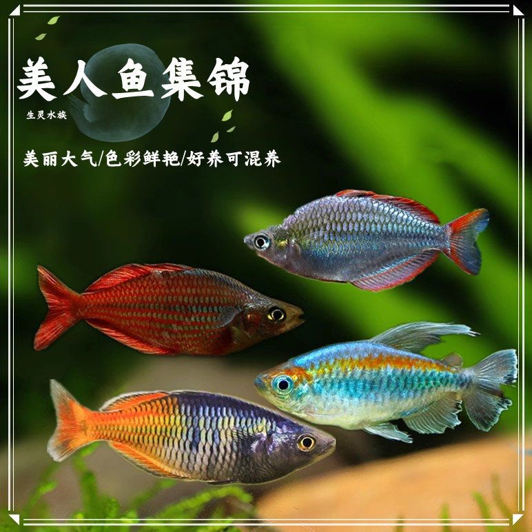 热带观赏灯科鱼刚果苹果鸽子美人