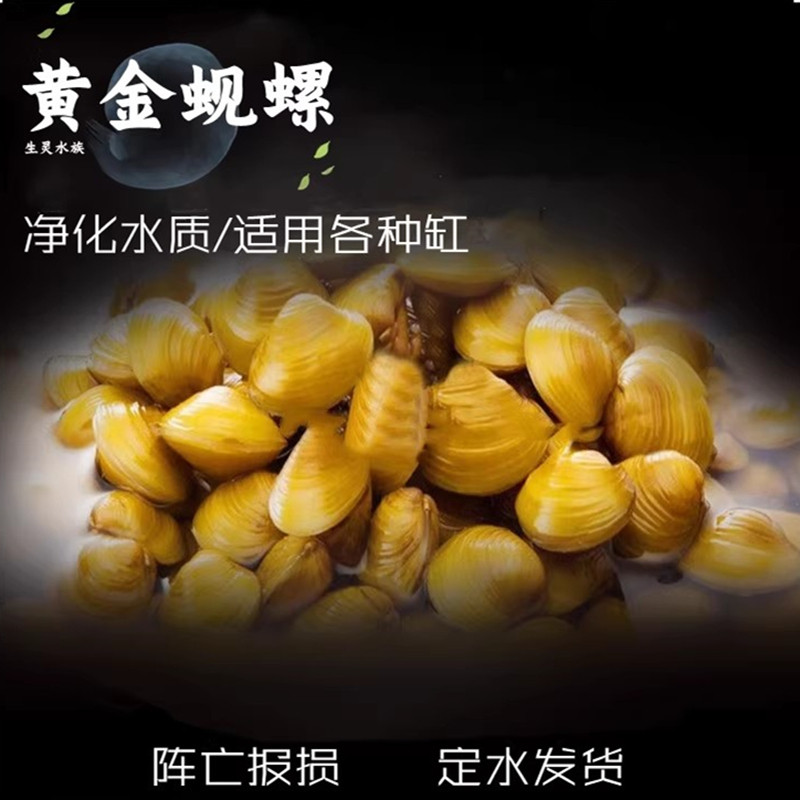 包邮淡水黄金蚬螺黄金螺净化提高水质斑马螺蜜蜂角螺净水螺2只装