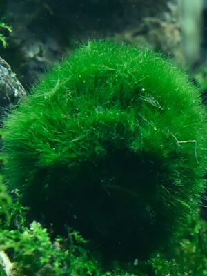 包邮绿藻球水晶虾缸水草热带鱼缸草缸绿毛球藻类植物养虾裸缸水草