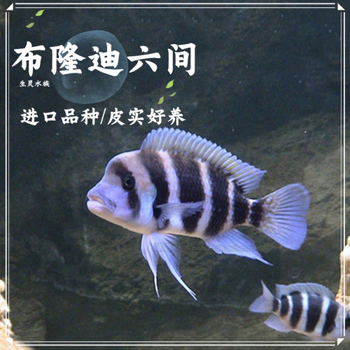 热卖热带观赏鱼布隆迪三湖慈鲷