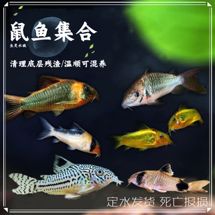 老鼠鱼底栖鱼清道夫花椒咖啡白鼠金苔月光鼠珍珠鼠熊猫鼠除藻鱼