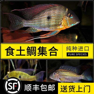 南美食土鲷圣塔伦月亮宝石红头力申谷蓝唇钻石藩王斯维尼关刀