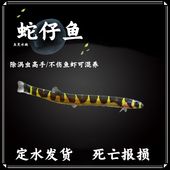 苦力泥鳅蛇仔鱼除蛋白虫涡虫杀手观赏鱼活体热带工具鱼 包邮