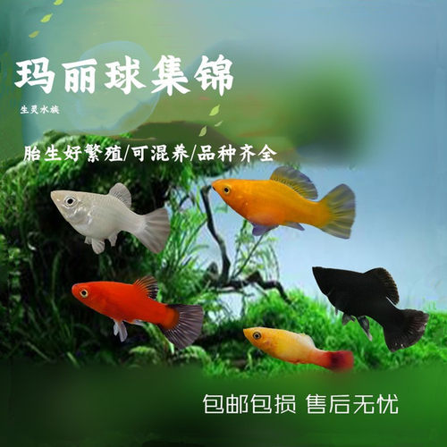 耐活易繁殖包邮胎生鱼活体玛丽鱼