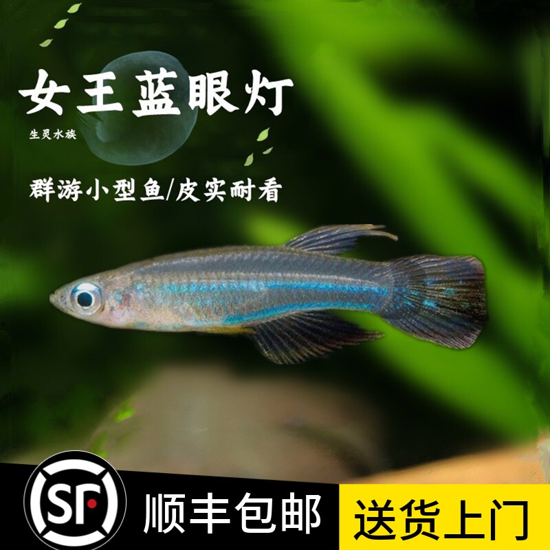 蓝眼灯鱼小型热带鱼淡水观赏鱼蓝眼睛水草缸新手入门灯鳉鱼活体鱼