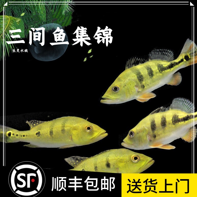 黄金巴西亚鱼皇冠三间金老虎鱼活体五间帝王三间满天星淡水包损