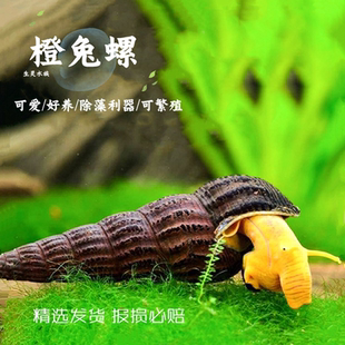 顺丰包邮苏螺黄吐螺橙兔螺橙兔子螺观赏螺橙兔苏拉威西螺满天星螺