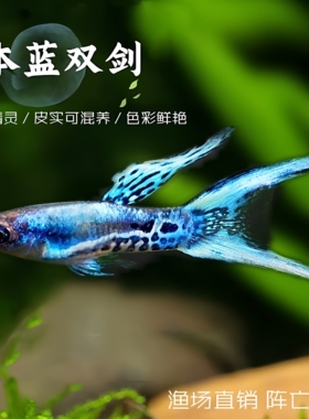 日本蓝双剑安格拉斯精灵孔雀鱼凤尾鱼热带鱼观赏鱼宠物淡水活体