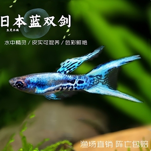 日本蓝双剑安格拉斯精灵孔雀鱼凤尾鱼热带鱼观赏鱼宠物淡水活体
