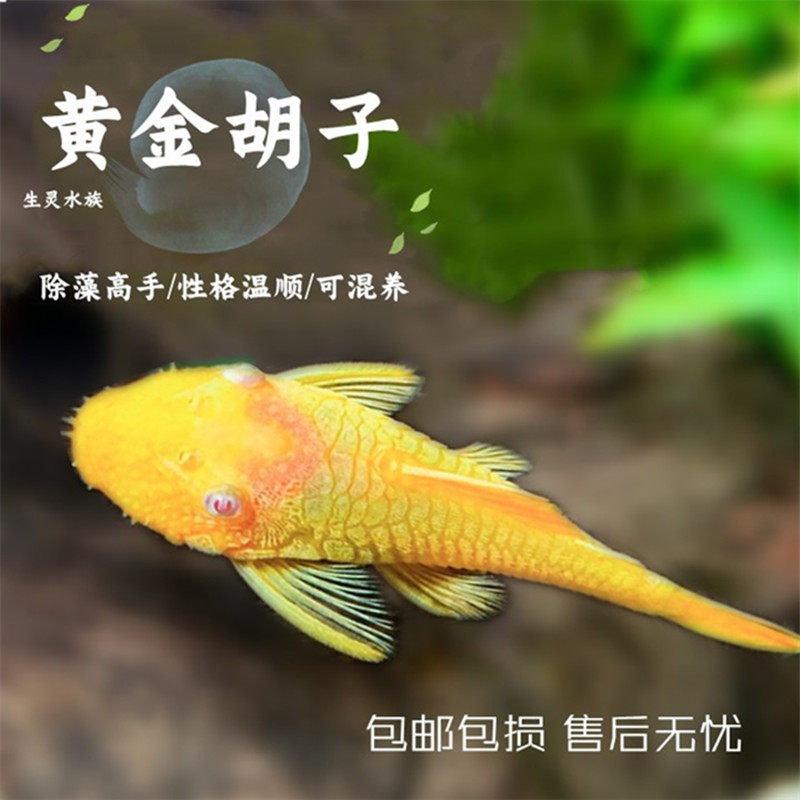 清缸工具鱼蓝眼胡子鱼黄金红眼大帆红蜻蜓直升机除藻鱼草缸包邮,宠物/宠物食品及用品,鱼,淘宝优惠券,粉丝福利购,淘宝优惠卷