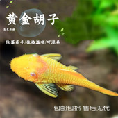 清缸工具鱼蓝眼胡子鱼黄金红眼大帆红蜻蜓直升机除藻鱼草缸 包邮
