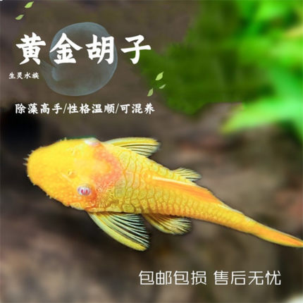 清缸工具鱼蓝眼胡子鱼黄金红眼大帆红蜻蜓直升机除藻鱼草缸包邮