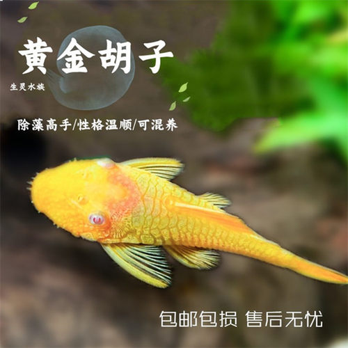 清缸工具鱼蓝眼胡子鱼