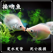 接吻鱼热带观赏小型亲嘴鱼新手好养活体宠物淡水鱼不打氧原生