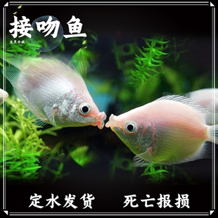 接吻鱼热带观赏小型亲嘴鱼新手好养活体宠物淡水鱼不打氧原生