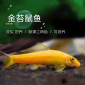 金苔鼠鱼清道夫吃鱼缸青苔垃圾除藻清洁工具鱼活体热带小型淡水鱼
