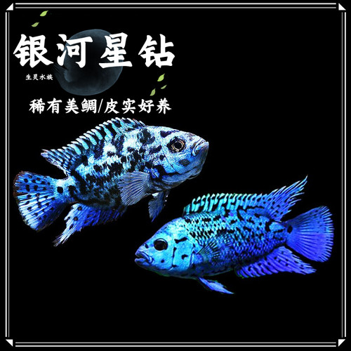 银河星钻鱼珍珠豹三湖慈鲷