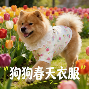 松狮犬专用狗狗衣服春装薄款2026新款宠物小狗背心大型犬春夏天